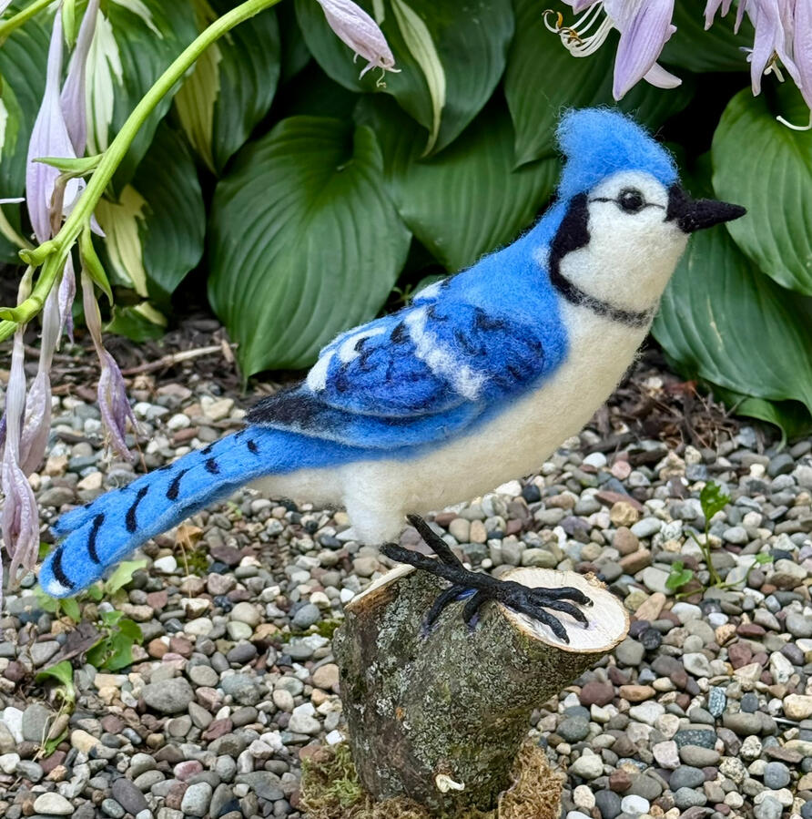 Blue Jay