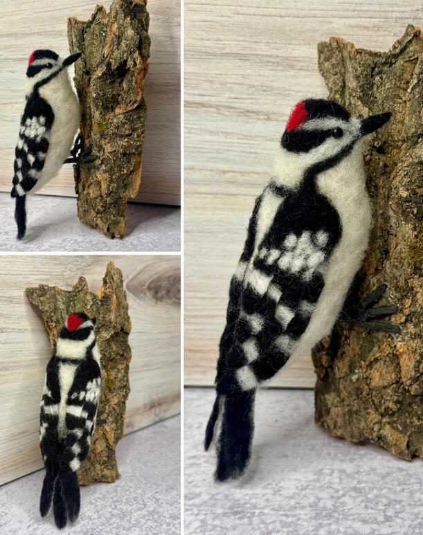 Downy Woodpecker